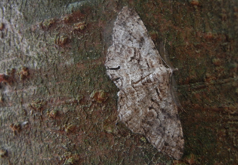 Peribatodes secundaria - Geometridae.......dal Trentino